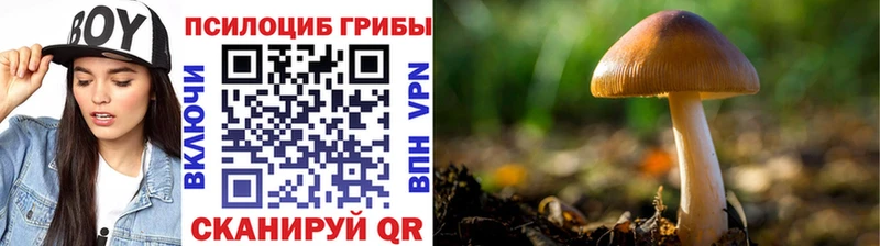 Галлюциногенные грибы прущие грибы  Тогучин 